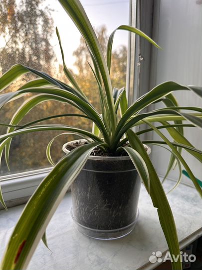 Хлорофитум океан (ocean)