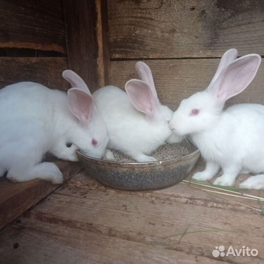 Кролики мясных пород