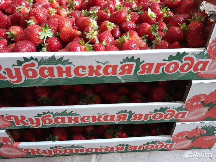 Рассада клубники