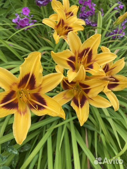 Многолетние растения