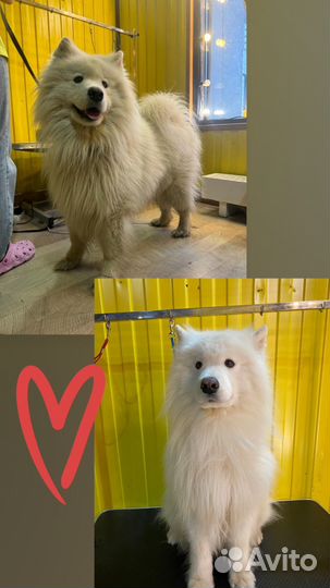 Индивидуальное обучение грумингу с 0