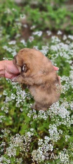 Померанский шпиц мальчик