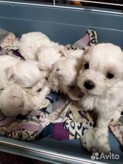 Маленькая собака