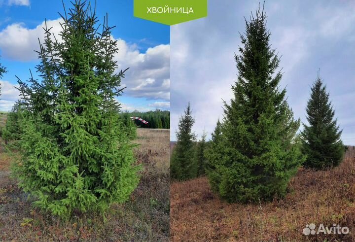 Ель обыкновенная 130 см