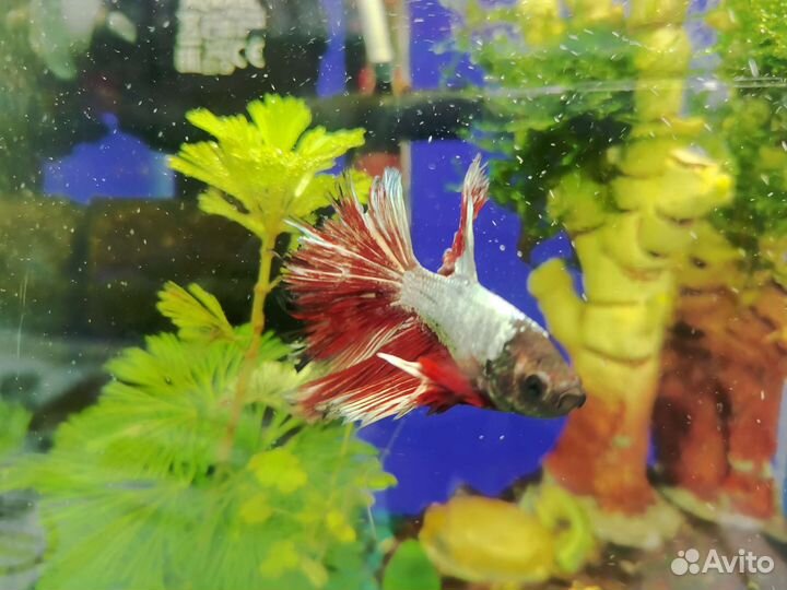 Золотая рыбка (Оранда) красная шапочка