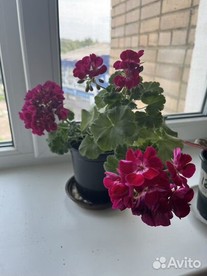 Диффенбахия, герань, хойя