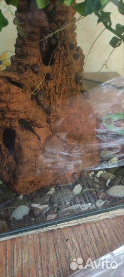 Аквариумные улитки Физа