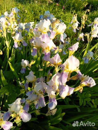 Ирисы