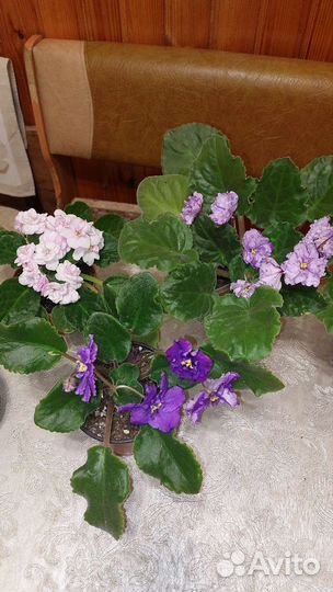 Фиалка в горшках