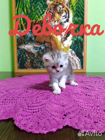Шотландские вислоухие,прямоухие котята