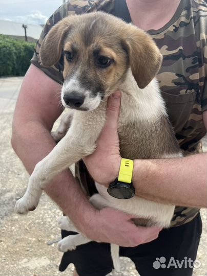 Отдам в хорошие руки щенка,девочка