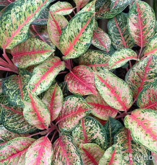 Аглаонема 10 карат (Паинтед Селебрейшн)