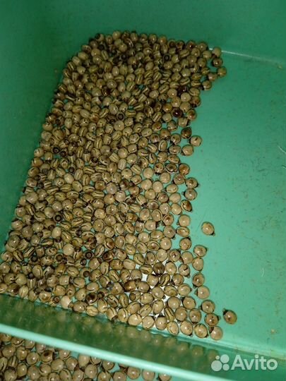 Яйца австралийского палочника