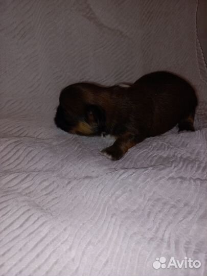 Щенки пекинеса