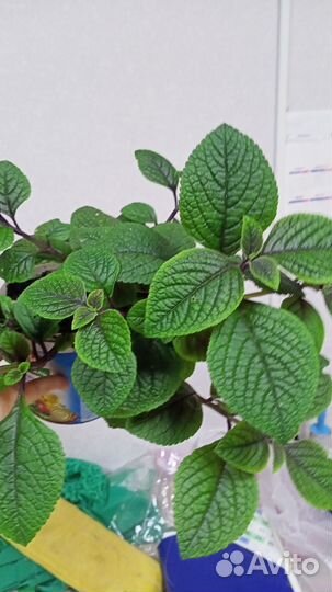 Плектрантус