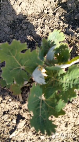 Садовые растения