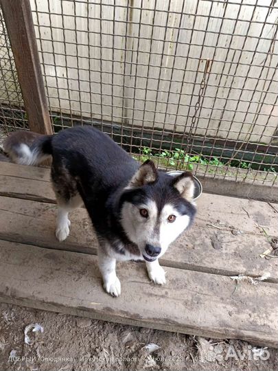 Сибирский хаски