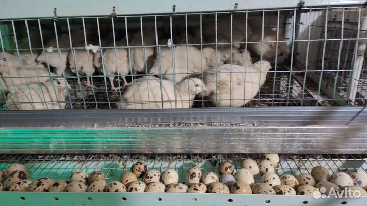 Яйца перепелиные домашние