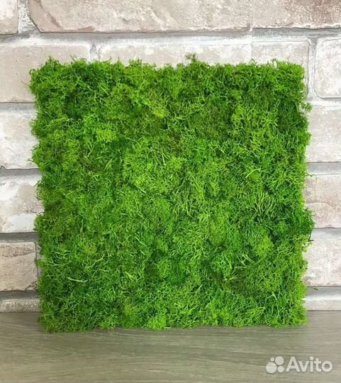 Стабилизированный мох обрезки