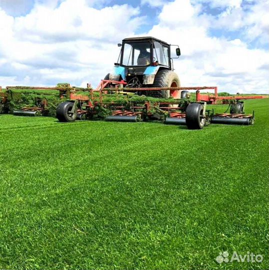 Газон. Рулонный газон