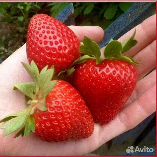 Клубника ремонтантная мурано