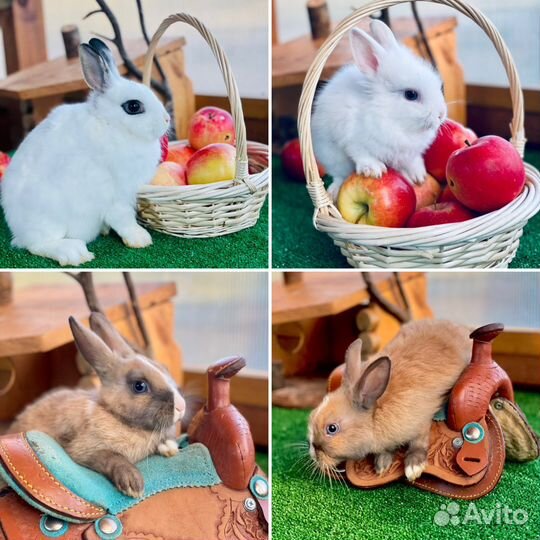 Кролики в аренду белые