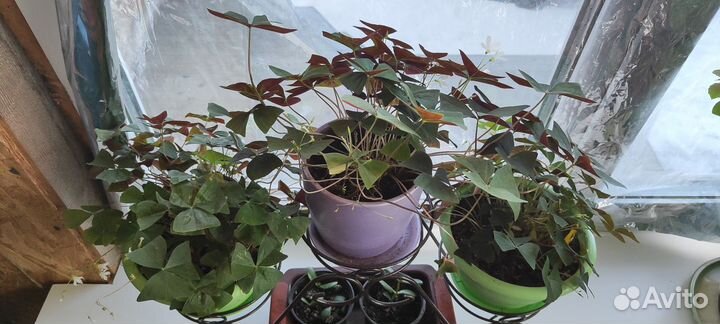 Каланхоэ, кислица, кофе, роза