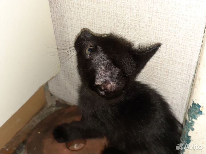 Дворянская