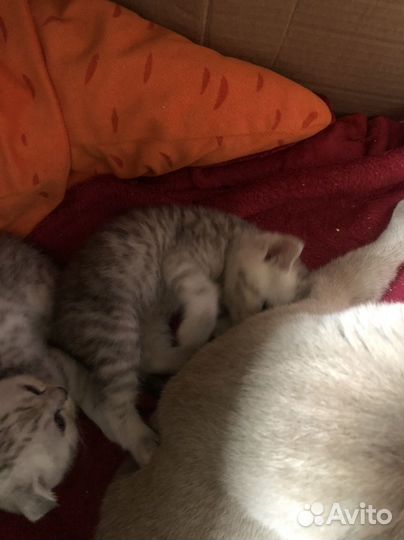 Шатланские котята