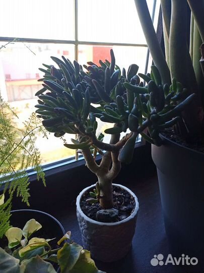 Крассула хоббит