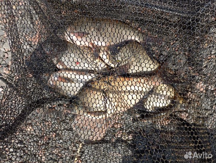 Свежемороженная рыба