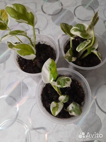 Сциндапсус