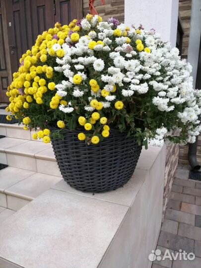 Корзинки плетеные с ручками из ротанга