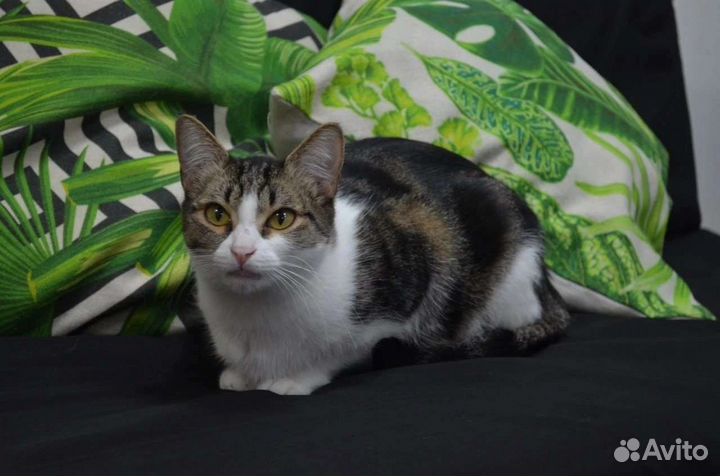 Стася в добрые руки