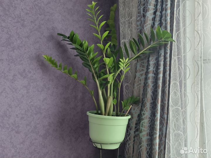 Замиуколькос