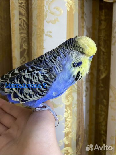 Выставочный волнистый попугай, Чех