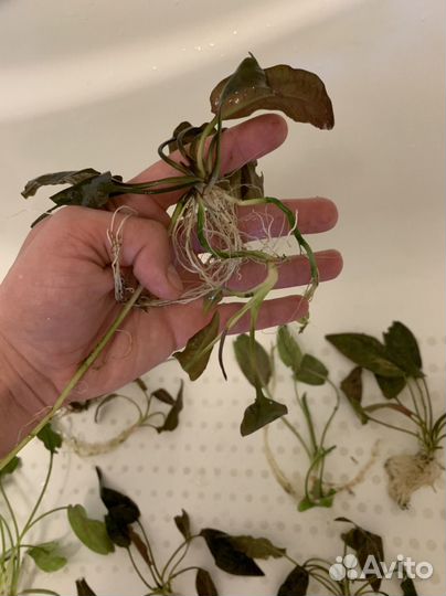 Криптокорина, разные виды