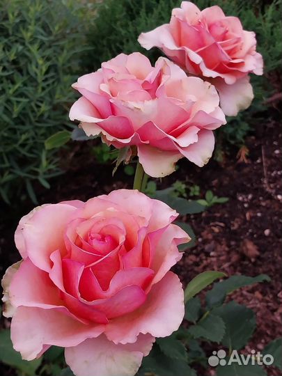 Розы корнесобственные частная коллекция Самовывоз