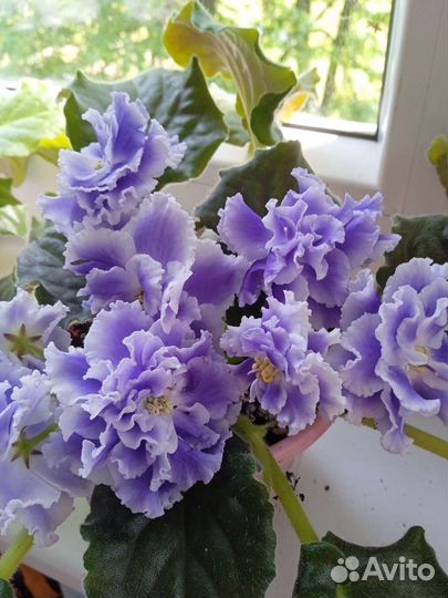 Фиалка махровая