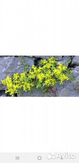 Очиток седум