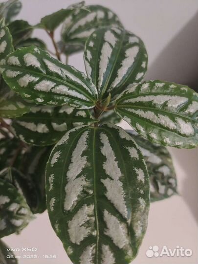 Пилея Кадье