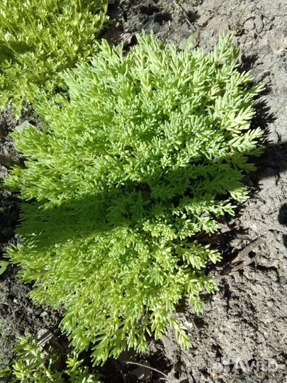 Очиток седум