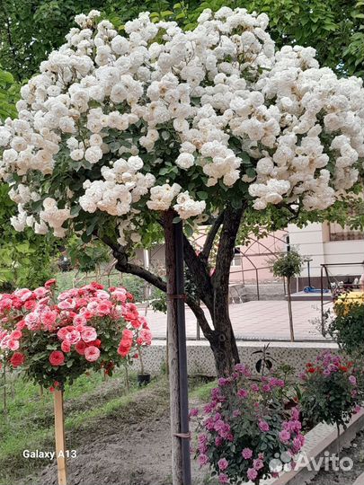 Роза на штамбе