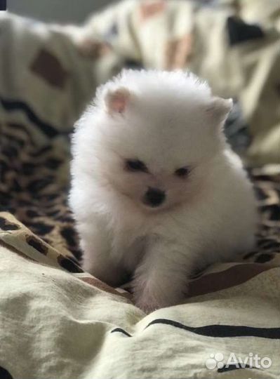 Щенки шпица