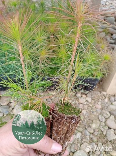 Зкс и окс Сосна Ель Лиственница сеянцы Голуб горн