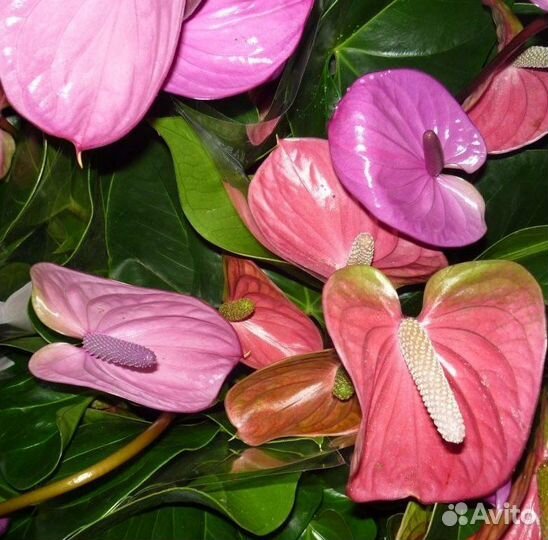Антуриумы (06.05)
