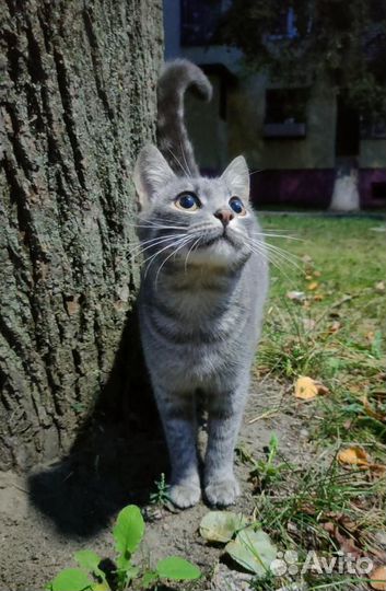 Котенок 5 мес Тимошка ищет семью