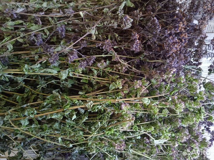 Сушеные травы Самарской Луки