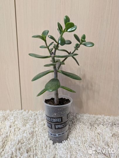 Толстянка (денежное дерево)