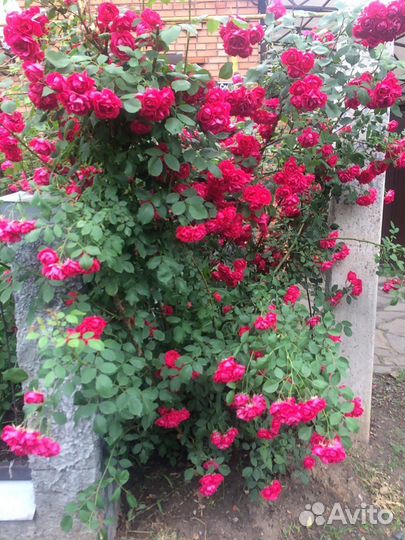 Крымская роза,плетистая